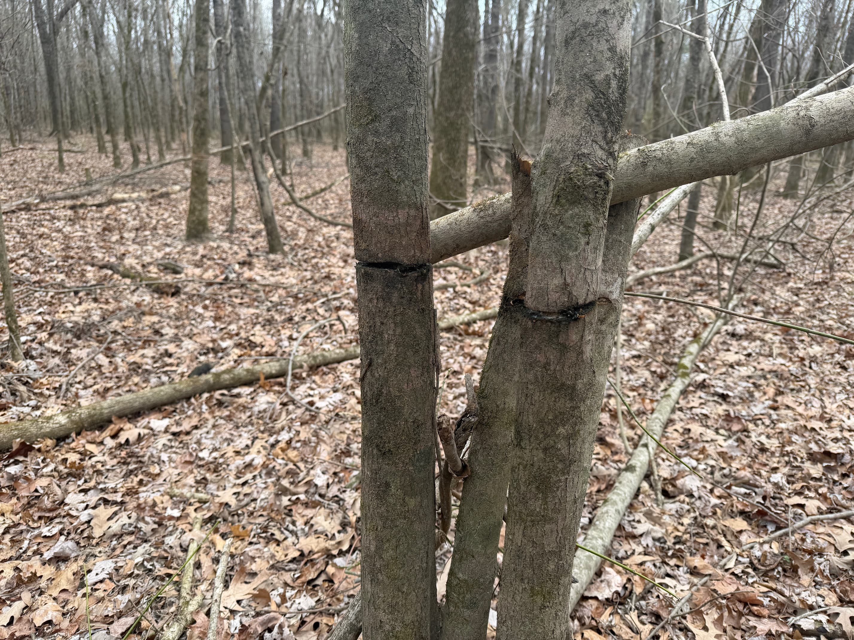 Timber stand improvement