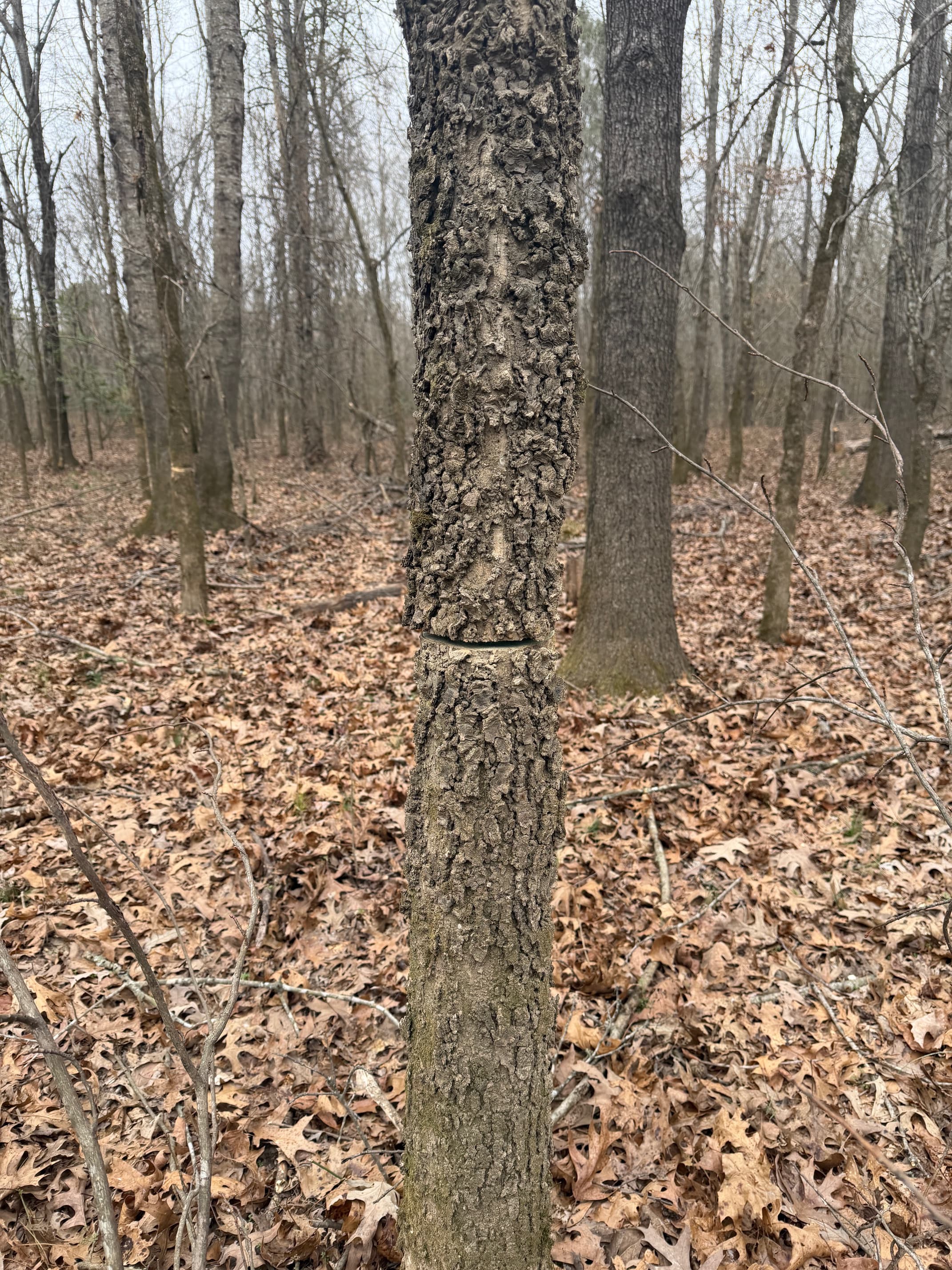 Timber stand improvement