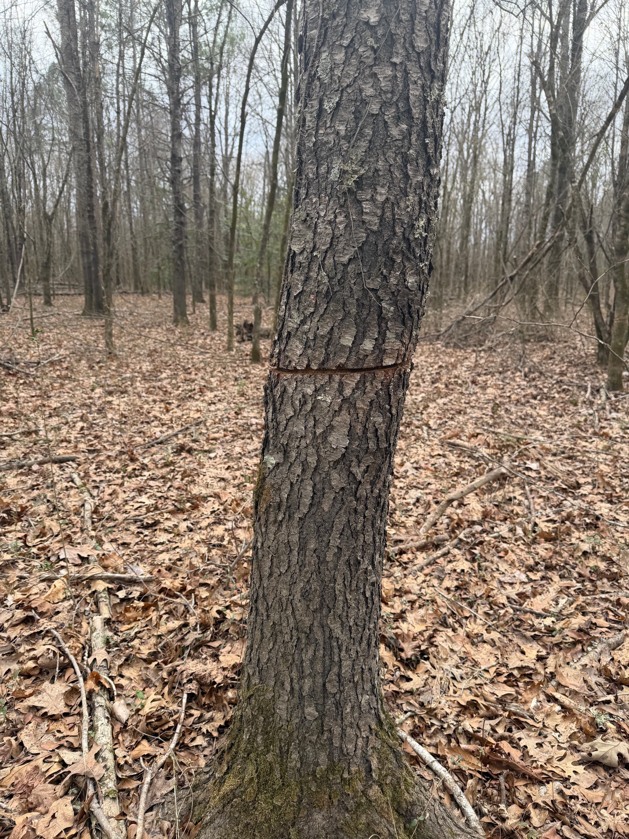 Timber stand improvement