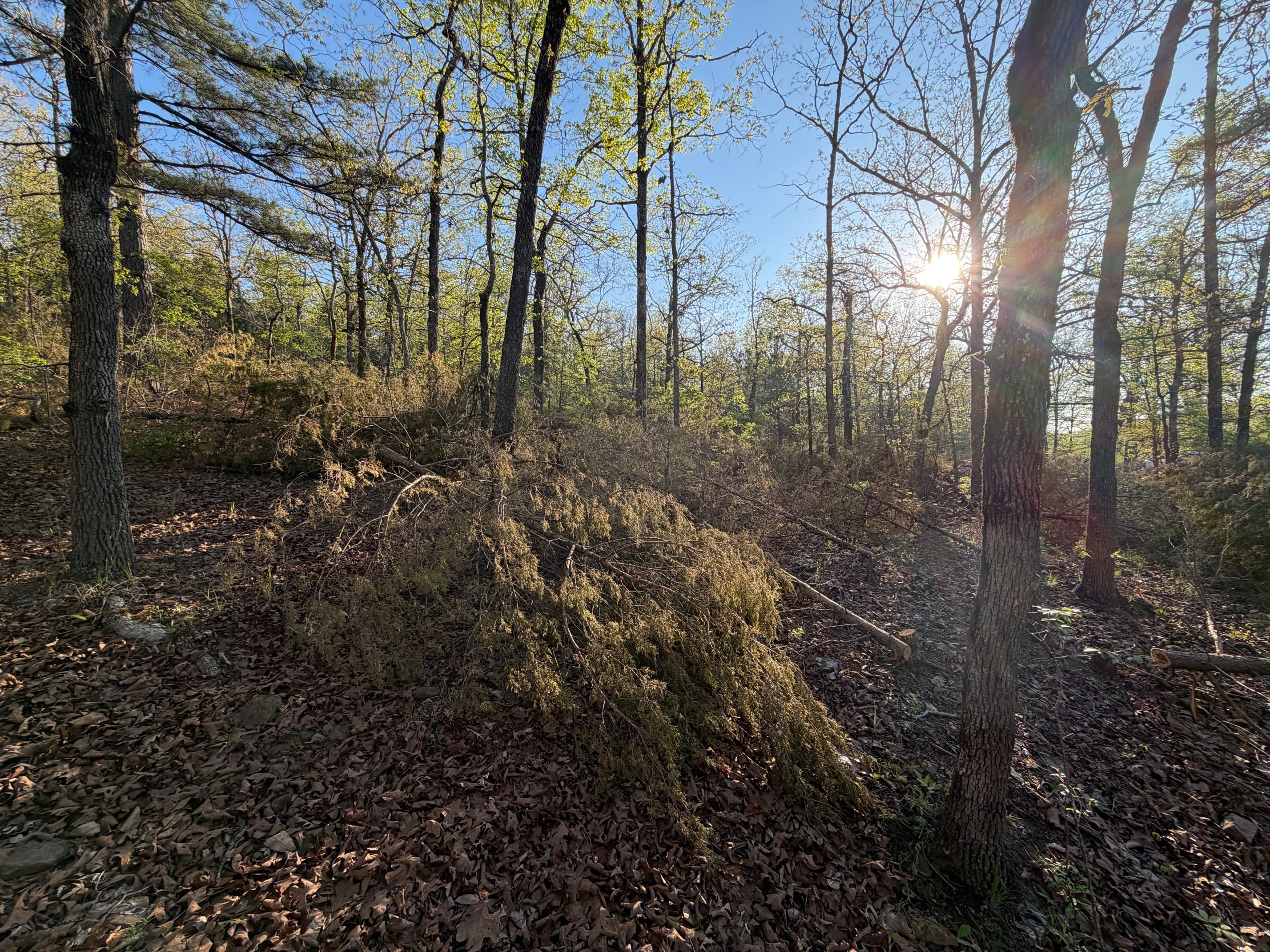 Timber stand improvement
