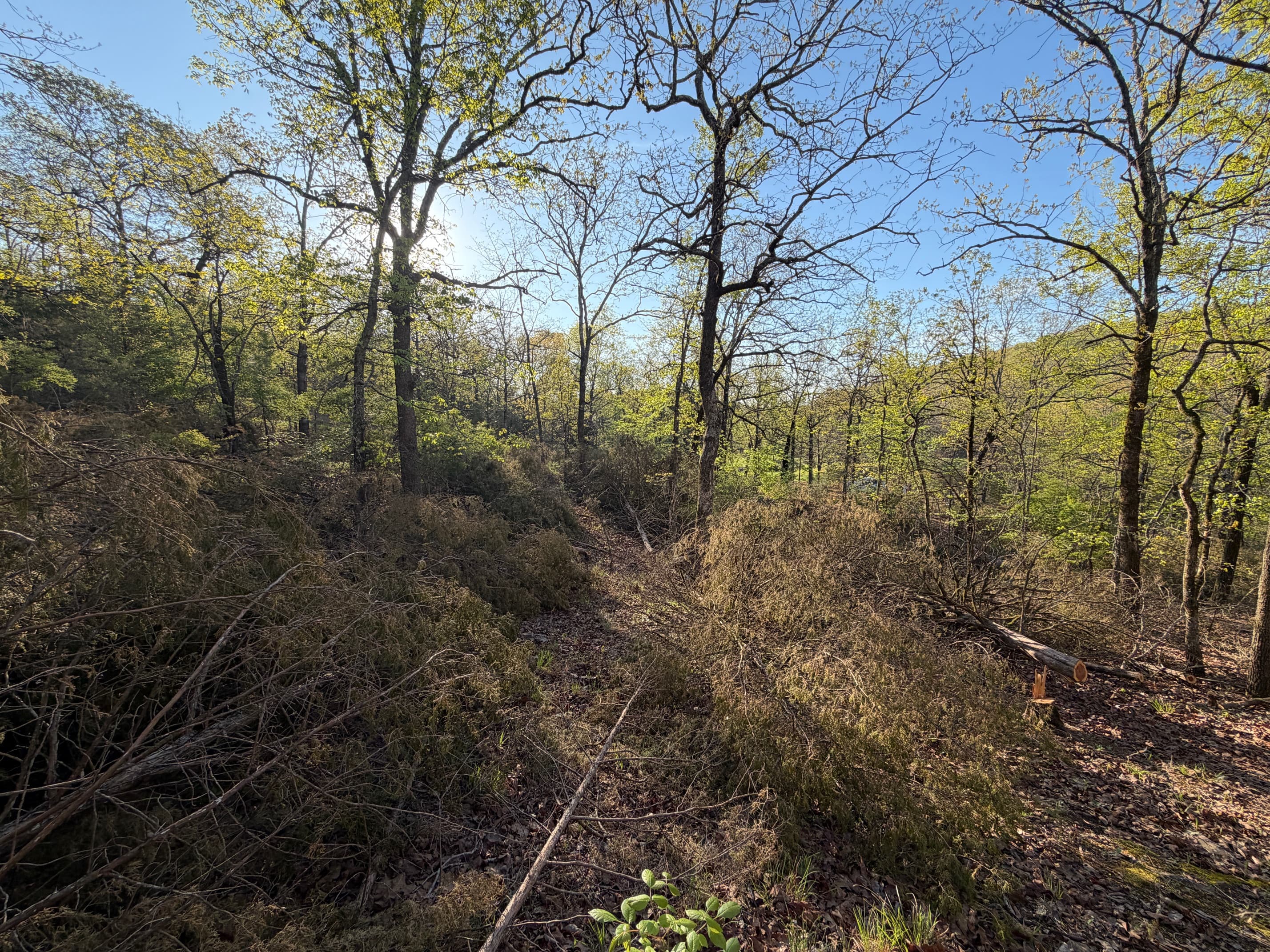 Timber stand improvement
