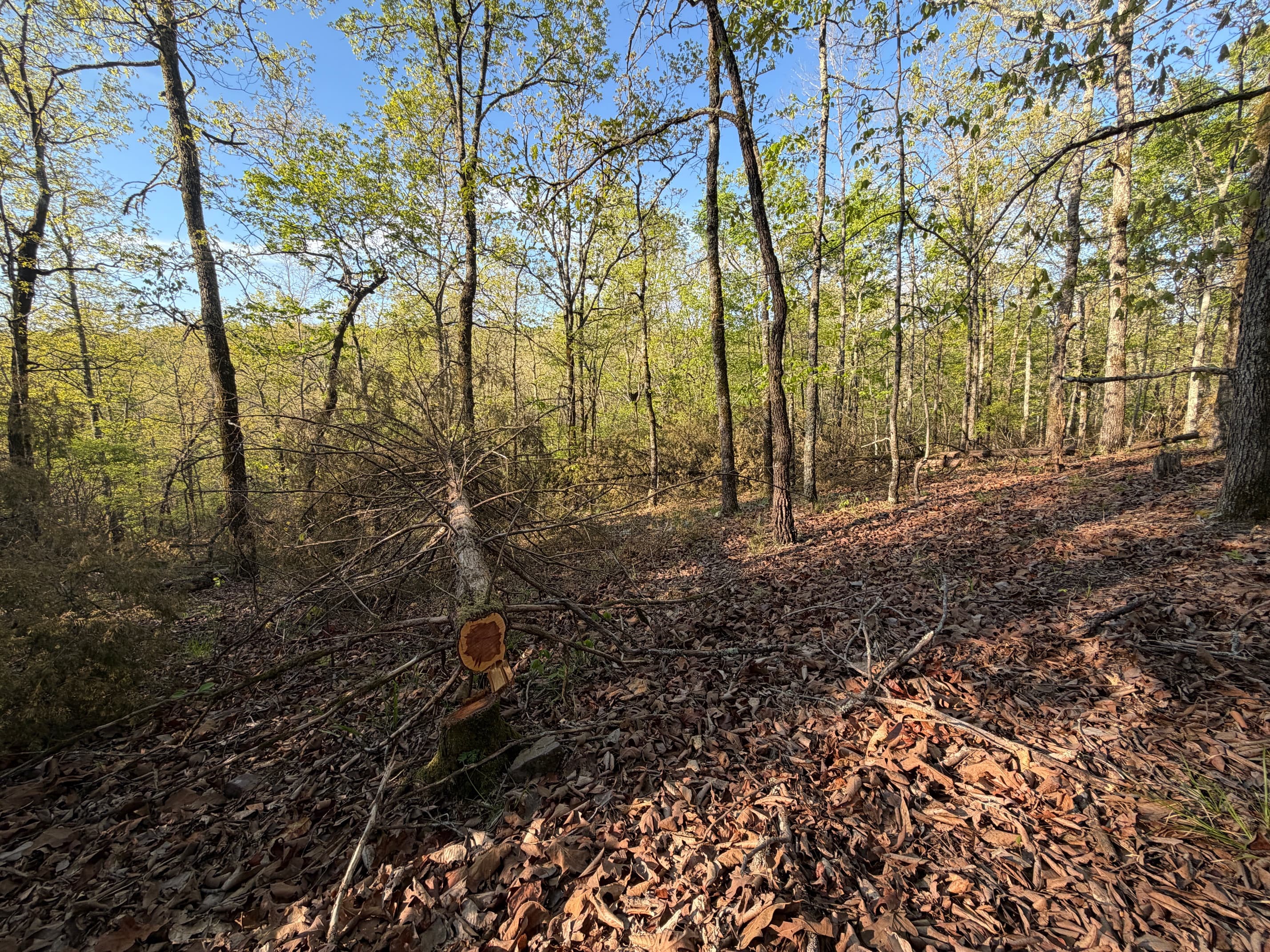 Timber stand improvement