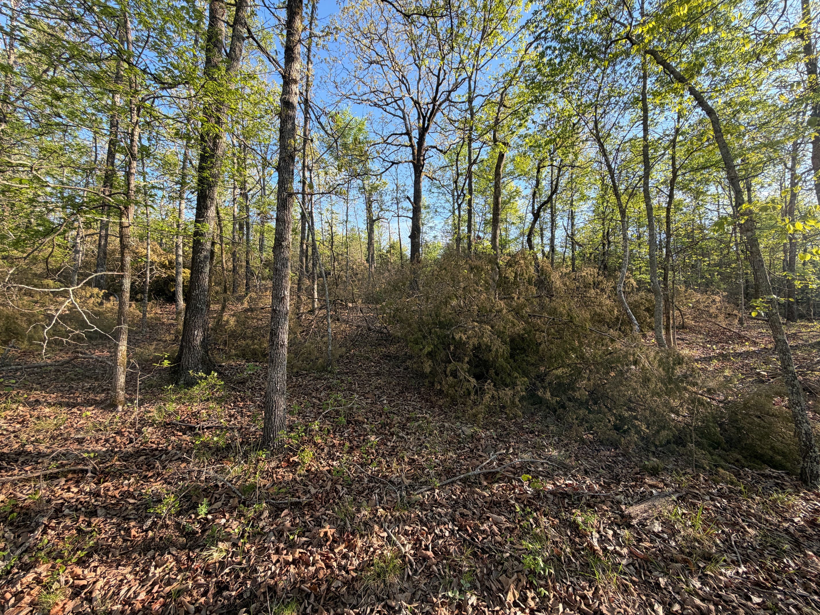 Timber stand improvement