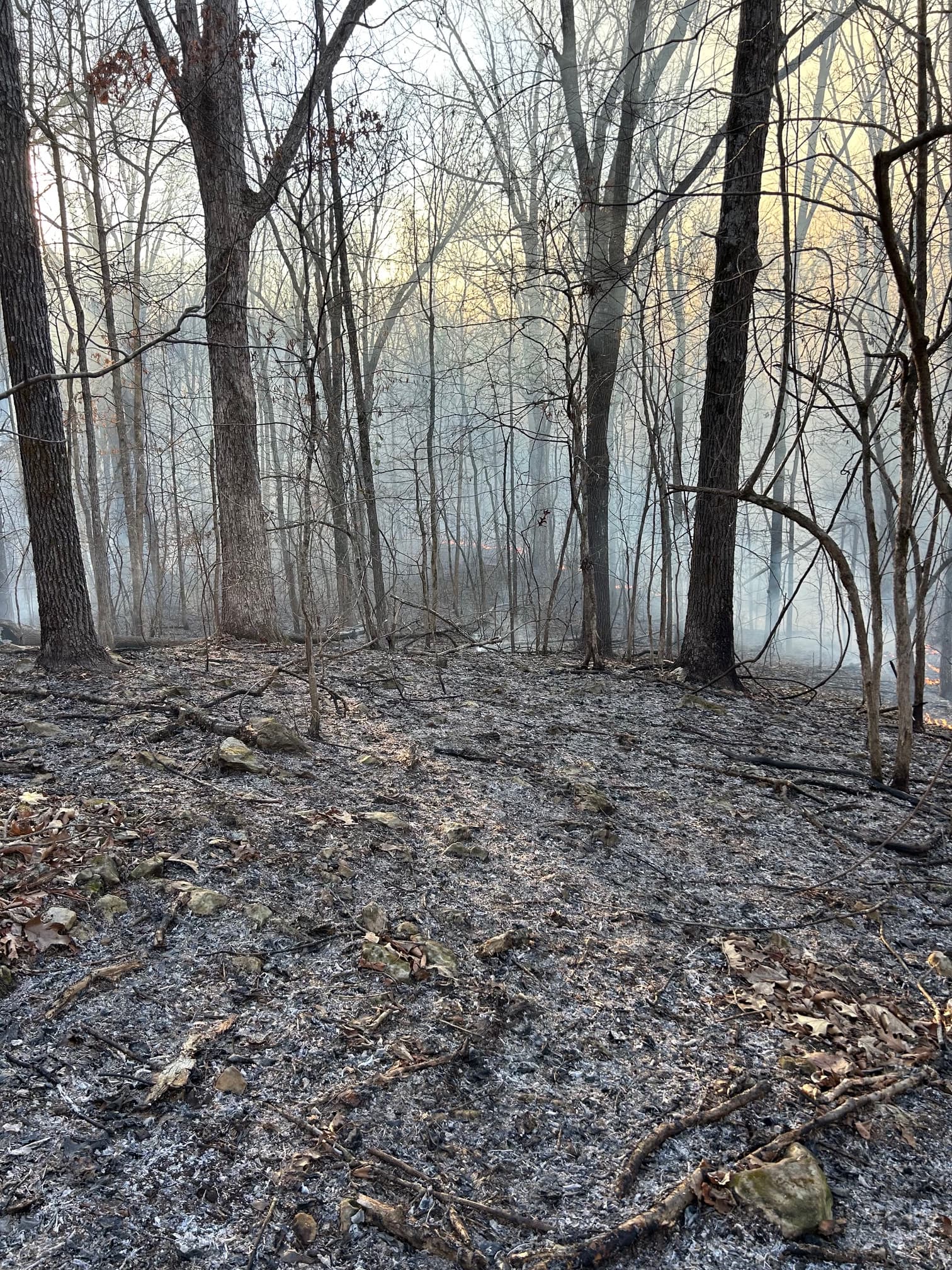 Field work on Arkansas habitat management property