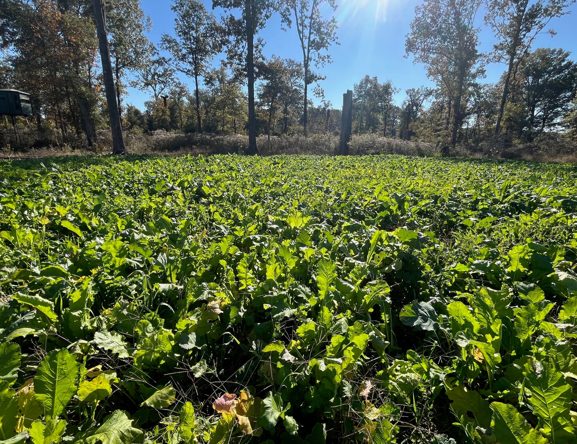 Food plot
