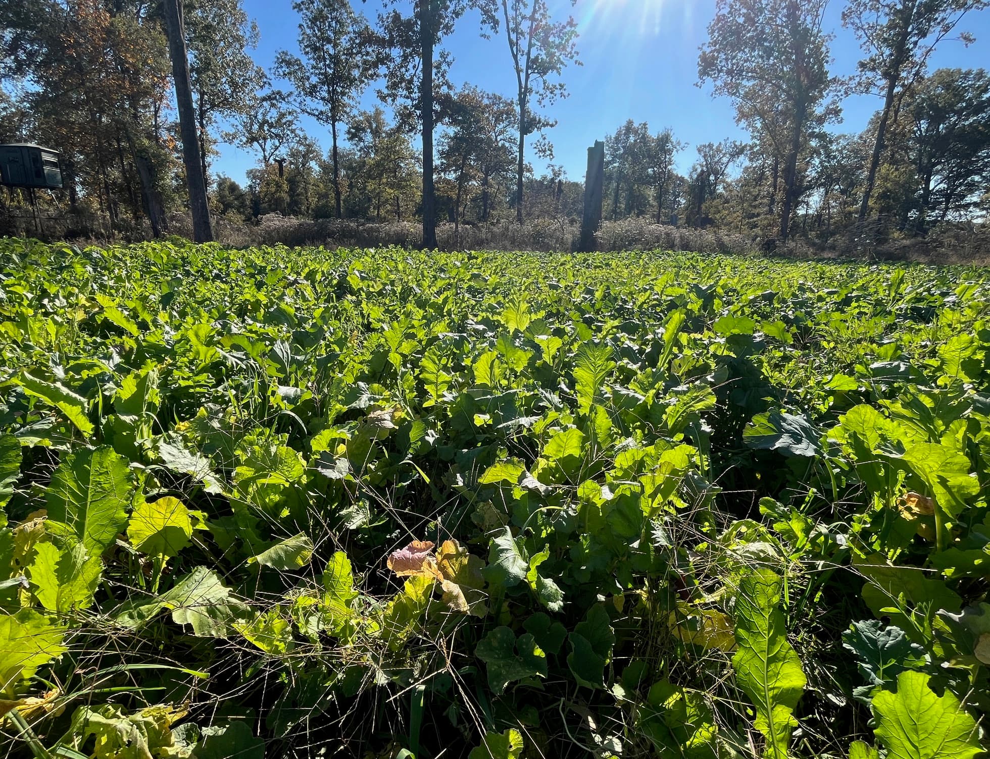 Food plot