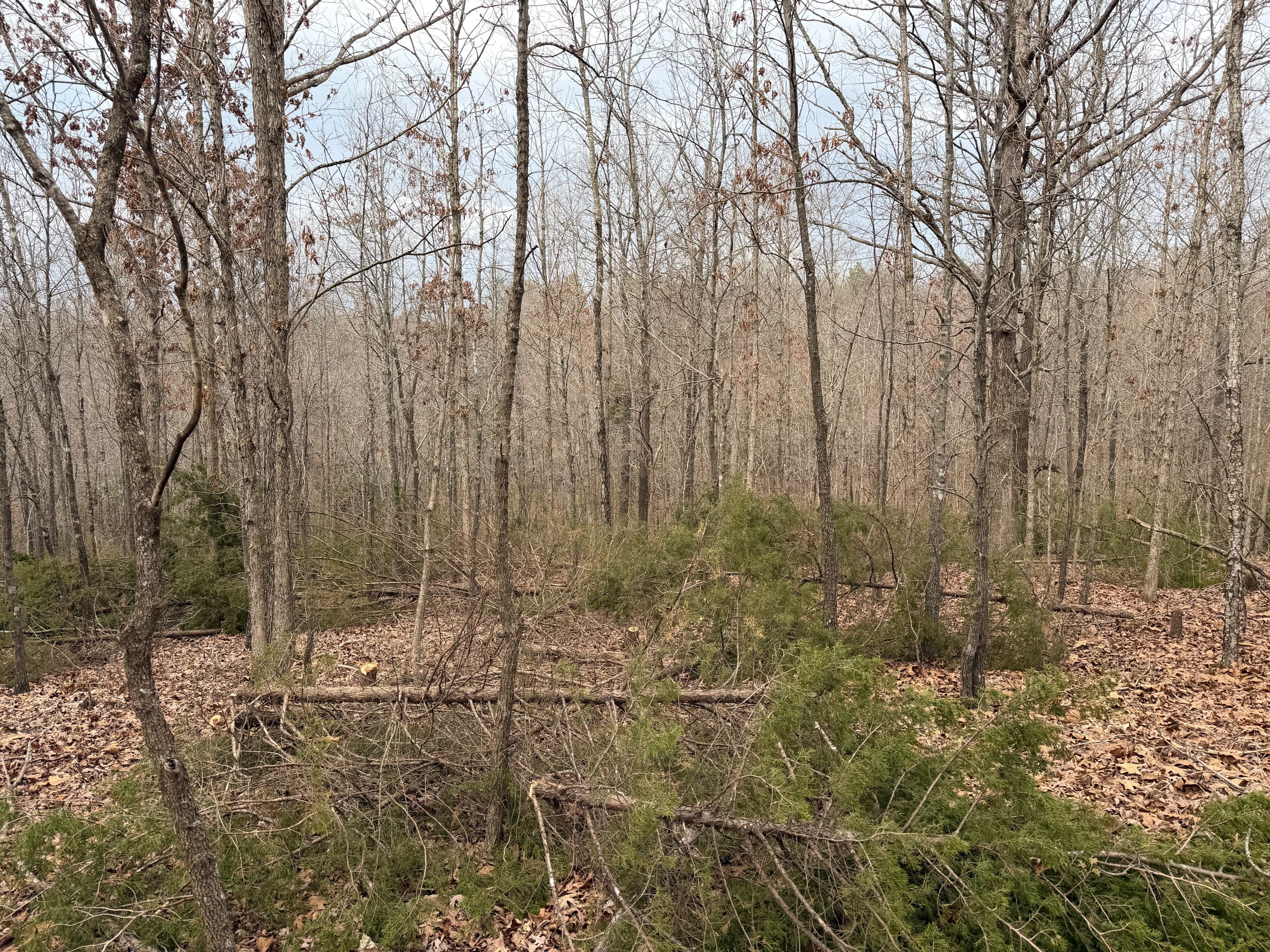 Timber stand improvement